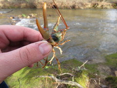 Cambarus fasciatus