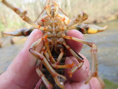 Cambarus fasciatus
