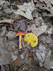 Boletus harrisonii