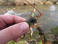 Cambarus fasciatus
