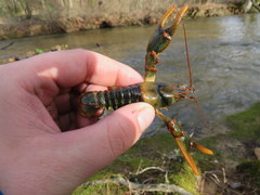 Cambarus fasciatus