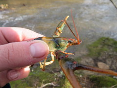 Cambarus fasciatus