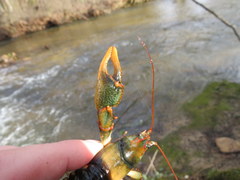 Cambarus fasciatus