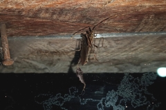 Heteroptera