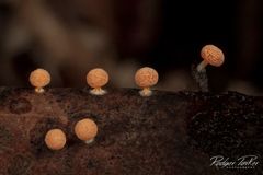 Physarum melleum