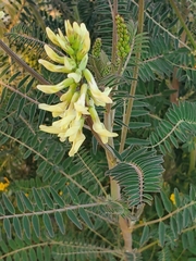 Astragalus trichopodus