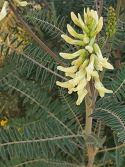 Astragalus trichopodus