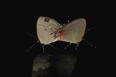 Lycaenidae