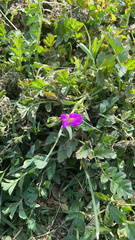 Calandrinia menziesii