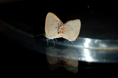 Lycaenidae