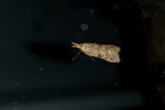 Lepidoptera