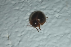 Coleoptera