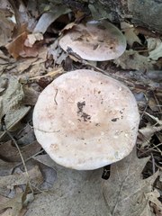 Lactarius argillaceifolius megacarpus