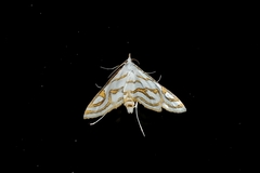 Lepidoptera