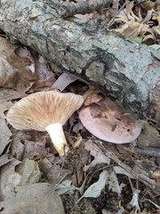 Lactarius argillaceifolius megacarpus