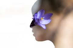 Dipterostemon capitatus capitatus