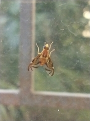 Anastrepha