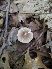 Amanita solaniolens
