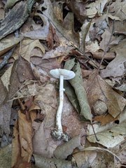 Amanita solaniolens