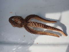 Stylasterias forreri