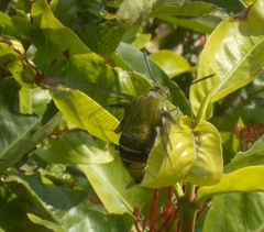 Cephonodes hylas virescens