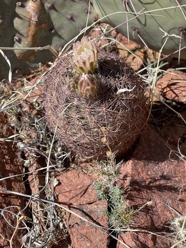 Sclerocactus intertextus
