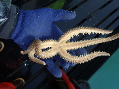 Stylasterias forreri