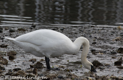 Cygnus buccinator × olor