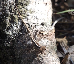 Anolis sagrei sagrei