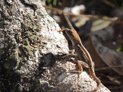 Anolis sagrei sagrei