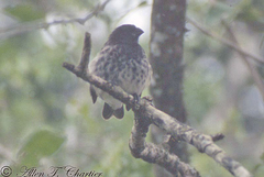 Platyspiza crassirostris
