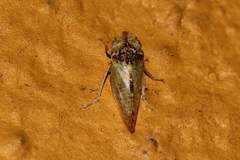 Xerophloea viridis