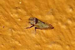 Xerophloea viridis
