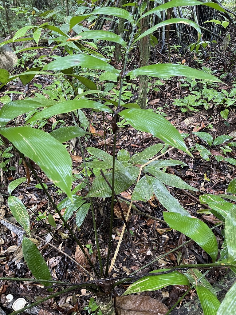 Zamia nesophila (Beach Zamia)