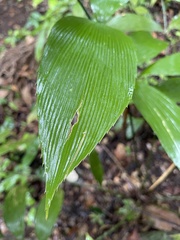 Zamia nesophila