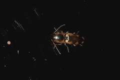 Coleoptera