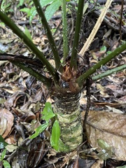 Zamia nesophila