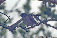 Platyspiza crassirostris