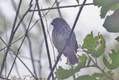 Platyspiza crassirostris