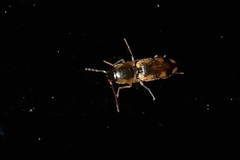 Coleoptera