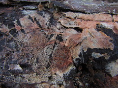 Phanerochaete sanguinea