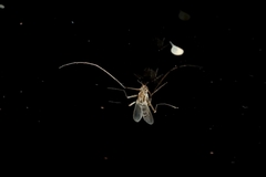 Diptera