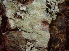 Lecanora argentata