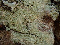 Lecanora argentata