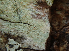 Lecanora argentata