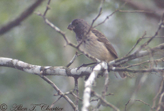 Platyspiza crassirostris