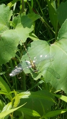 Phanogomphus militaris