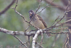 Platyspiza crassirostris