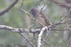 Platyspiza crassirostris