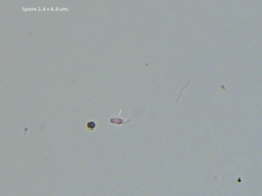 Phanerochaete sanguinea